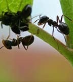 Ants Ants