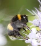 Beehives Beehives