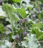 Cabbage, Cauliflower and Brassica Seeds Cabbage, Cauliflower and Brassica Seeds