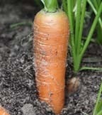Carrot, Beetroot, Parsnip & Swede Seeds Carrot, Beetroot, Parsnip & Swede Seeds