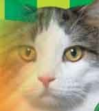 Cats Cats