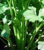 Celery & Celeriac Seeds Celery & Celeriac Seeds