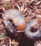 Chafer Grubs Chafer Grubs