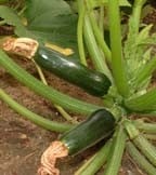 Cucumber, Courgette & Squash Seeds Cucumber, Courgette & Squash Seeds