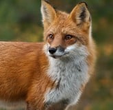 Foxes Foxes