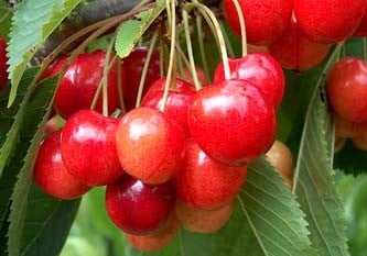 Fruit Trees