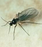 Fungus Fly Fungus Fly
