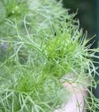 Herb Seeds Herb Seeds