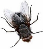 Household Pests Household Pests