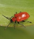 Leaf Beetles Leaf Beetles
