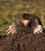Moles Moles
