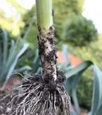 Onion & Leek Seeds Onion & Leek Seeds