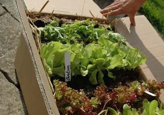 Organic Plug Plants