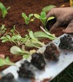 Organic Plug Plants Organic Plug Plants