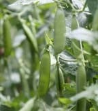 Organic Seeds Organic Seeds