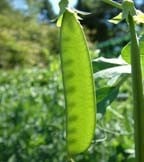Pea & Bean Seeds Pea & Bean Seeds