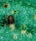 Pest Control By Pest Pest Control By Pest