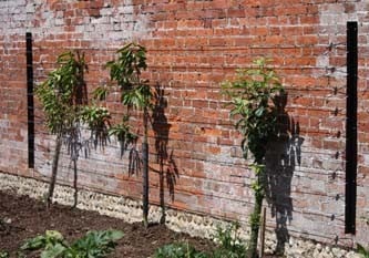 Plant Supports