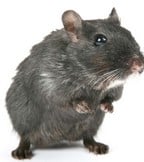 Rodents Rodents