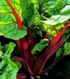 Salad & Leafy Vegetable Seeds Salad & Leafy Vegetable Seeds