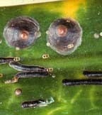 Scale Insects Scale Insects