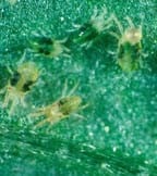 Spider Mite Spider Mite