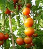 Tomato, Pepper & Aubergine Seeds Tomato, Pepper & Aubergine Seeds
