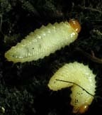 Vine Weevil Vine Weevil