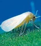 Whitefly Whitefly