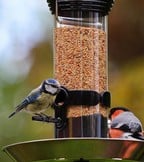 Wild Bird Care Wild Bird Care