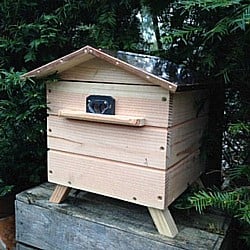 Bumble Bee Hive 060515