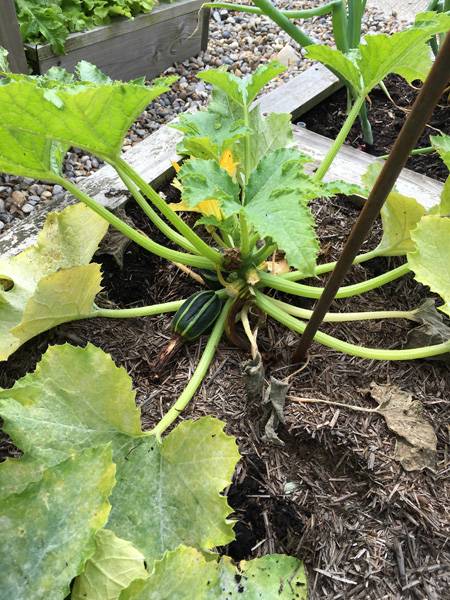Courgettes Mildew 1