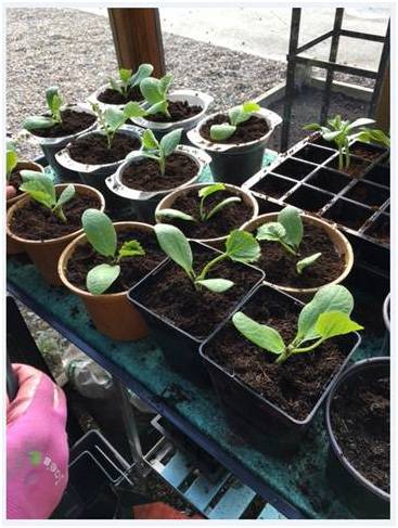 Courgettes Potting On 2