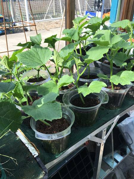 Cucumbers in Harrod Greenhouse