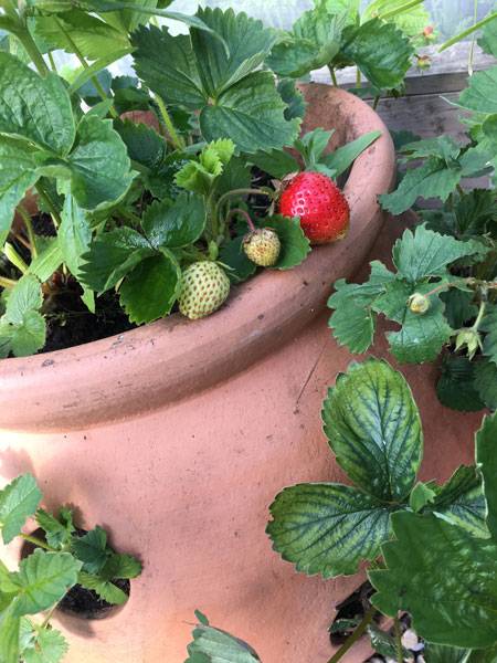 First Red Strawberry Harrod Garden