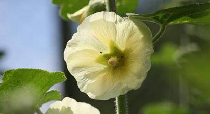 How To Grow - July