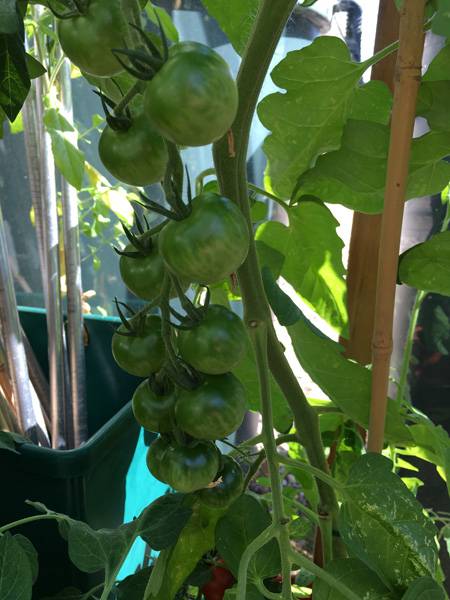 Tomatoes in Greenhouse 1 - Harrod HQ