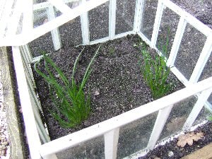 Planting in the cold frame
