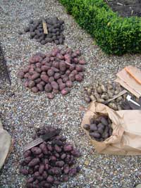 Assorted Potatoes