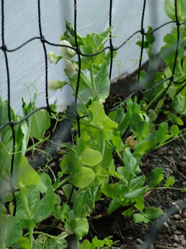 Peas Under Protection