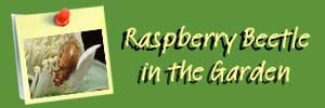 Raspberry Beetle Ai Header