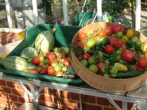 Tomatoes in the Kitchen Garden