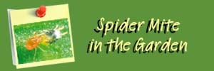 Spider Mite Ai Header
