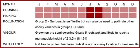 Sunburst Matrix