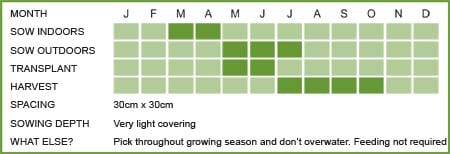 Thyme Matrix Thyme Matrix