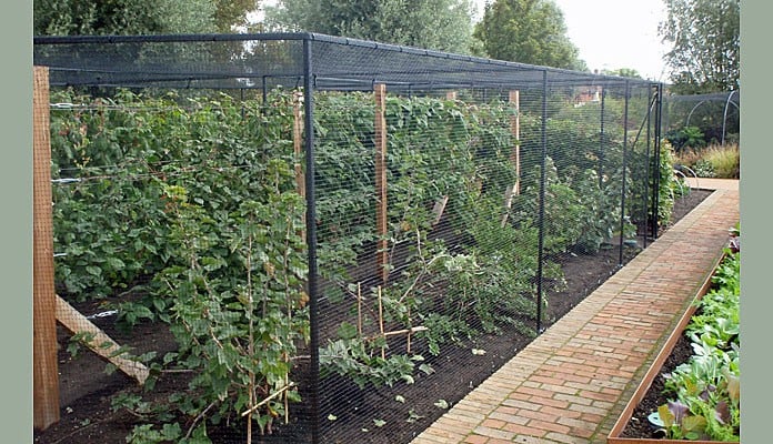 Fruit Cage Steel Angled 1
