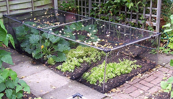 Build Your Own Vegetable Cage, Mr and Mrs Emms - London