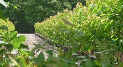 Blackmoor Nurseries
