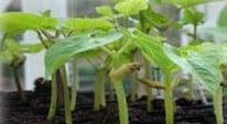Can you take cuttings from  peppers