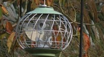 Caring for Birds in Winter